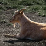 Goat Puns: Meaning, Style, History, and Visual Guide