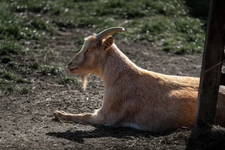 Goat Puns: Meaning, Style, History, and Visual Guide